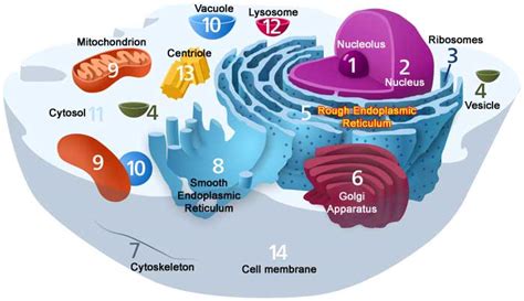 Cellular Organization Exploring The Cell Bioexplorernet