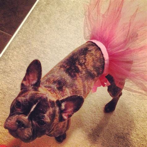 Paisley Is Tutu Cute French Bulldog Boston Terrier Cross In One Of Her