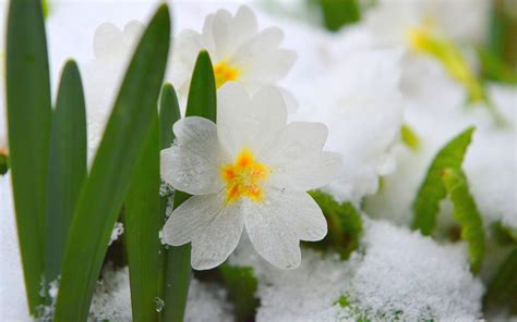 Spring Flowers In Snow Wallpapers On Wallpaperdog