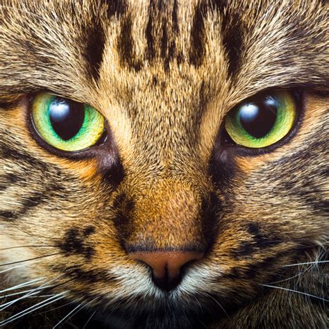 Why do some cats have brown or green eyes and others are blue? cat-big