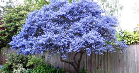 Maple and red maple , phlox , chives , heather , chestnut , hawthorn , honeysuckle , apple blossom , black cherry blossom , black locust , purple deadnettle are all good spring bee forage. 40 Beautiful Flowering Trees Ideas for Yard Landscaping ...