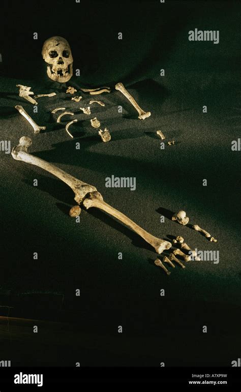 Georgia Dmanisi Esqueleto Compuesto De Individuos Encontrados En El