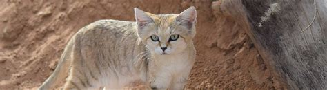 21 Sand Cat Facts About These Ferocious Desert Warriors