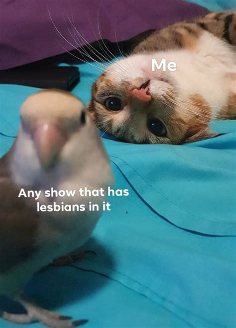 I Made A Meme Out Of My Kitty And Birb From R Actuallesbians Lesbian Humor Lgbtq Funny Lgbt