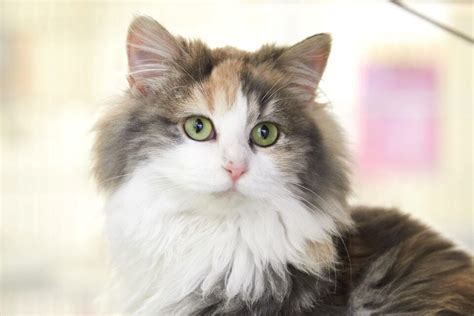 Dilute Calico Cat What Makes Their Coat Aesthetically Muted