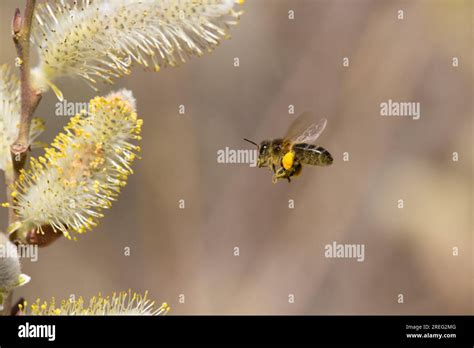 Apis Mellifera Flying Towards Salix Flower Stock Photo Alamy