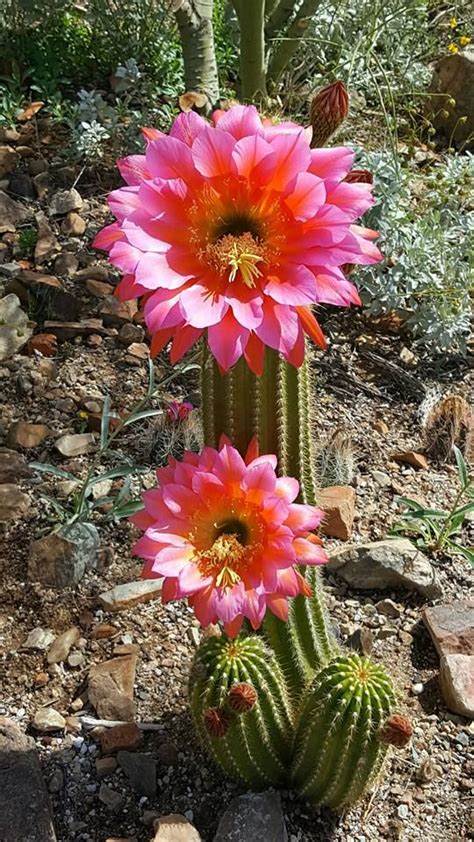 Trichocereus Hybrid Cactus Flower Cacti And Succulents Cactus