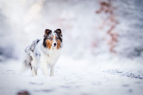 My Winter Dogs Hd Wallpapers New Tab Theme Mystart