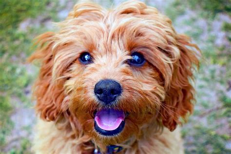 Cavapoo Dog Breed Information And Characteristics Daily Paws