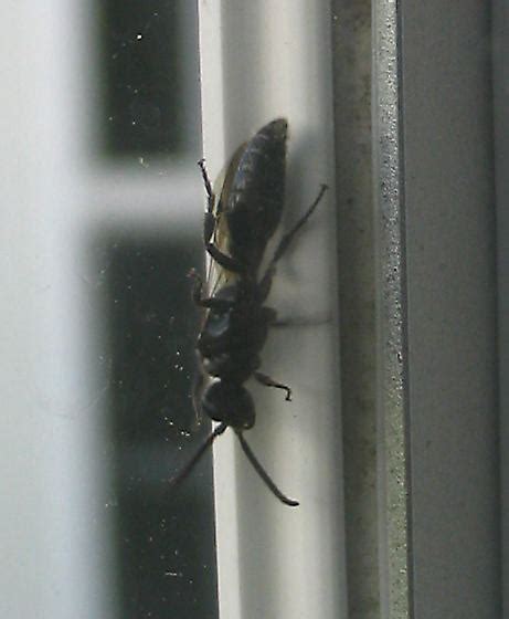 Small Black Wasp Tiphia Bugguidenet