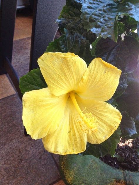 San diego is a metropolitan area with all the amenities of a sophisticated city and all the charms of a small town. San Diego | Plant leaves