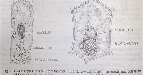 Elodea Leaf Cell Diagram Diagram Sketch