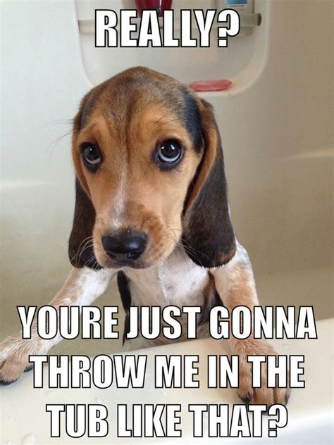 If Youre A Beagle Parent Youre Going To Relate To These 8 Cute Beagle Memes
