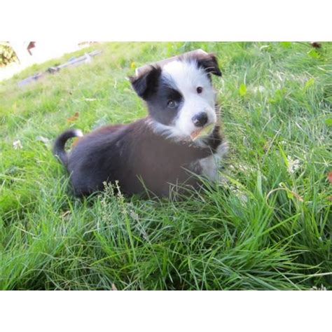 Border collies are extremely intelligent, faithful dogs who live to please their masters. Purebred Farm Raised Border Collie Puppies in Seattle, Washington - Puppies for Sale Near Me