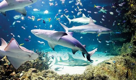 Sea Life Munich Opening Hours Tickets And Prices Special