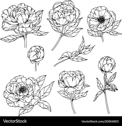 Peony Flower Drawing Royalty Free Vector Image
