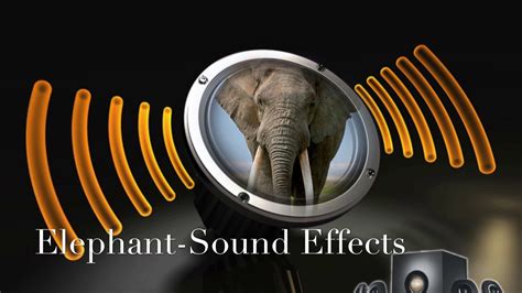 Elephant Sound Effects Youtube