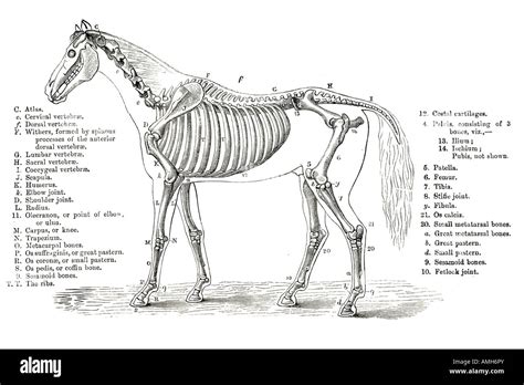 Horse Skeleton Skeletal Cross Section Bone Veterinary Chart
