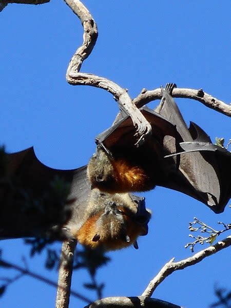 Grey Headed Flying Fox Colony July 2016 Project Noah