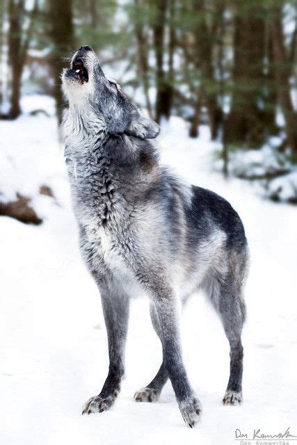 970 Best Images About Wolves On Pinterest Wolves A Wolf And Wolf Photos