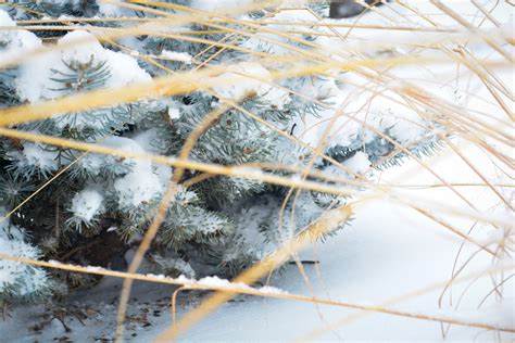 Winter Favorites 9 Stunning Shrubs And Trees Breaking Ground