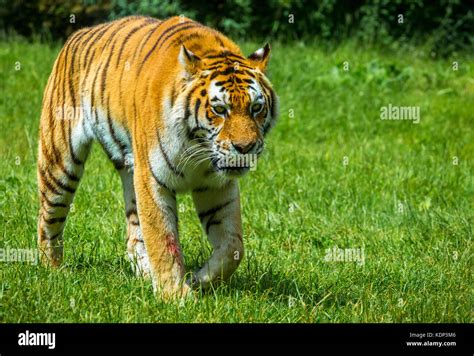 Prowling Tiger In Longleat Safari Park Stock Photo Alamy