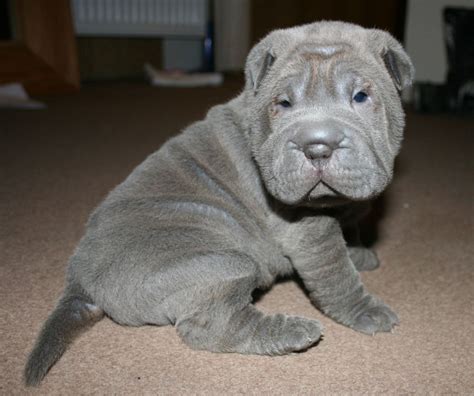Chinese Shar Pei Puppies For Sale Dallas Tx 228970