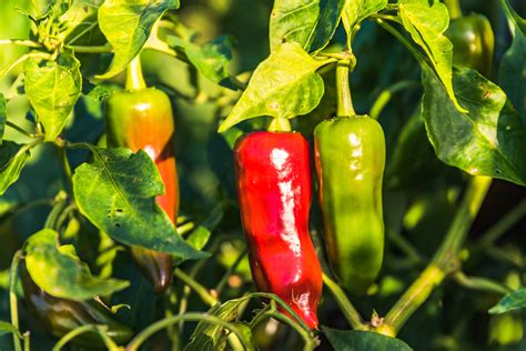 Piment d Espelette 2 maturation séchage et broyage