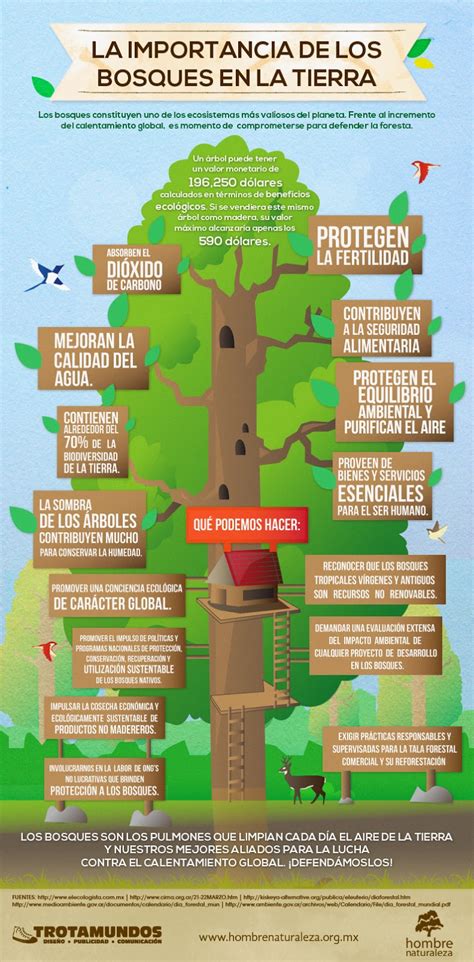 Cuidando El Medio Ambiente Y La Salud La Importancia De Los Bosques