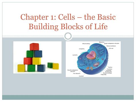 Ppt Chapter 1 Cells The Basic Building Blocks Of Life Powerpoint