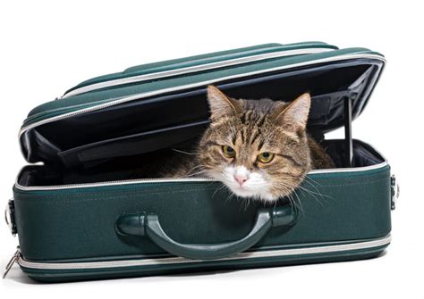 Emigrating With Pets What You Need To Know Ebervet Petcare Group