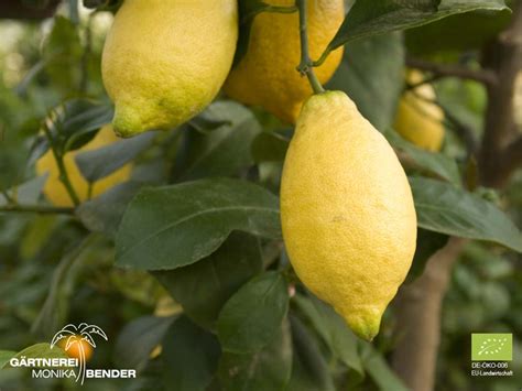Zitronenbäumchen Lunario Citrus X Limon L Bio