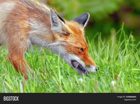 Red Fox During Molting Image And Photo Free Trial Bigstock