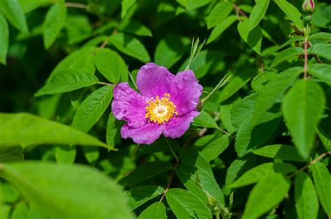 A Fullblown Pink Wild Rose Flower With Green Leaves Around Stock Photo