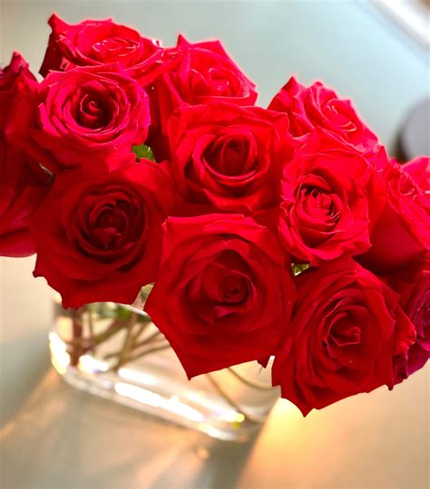 판서공파게시판 Intense Romantic Rose For Wife Blessing Or A Curse