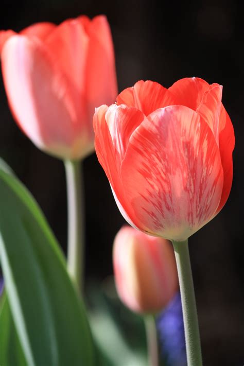 Red Striped Or Variegated Tulip Picture Free Photograph Photos