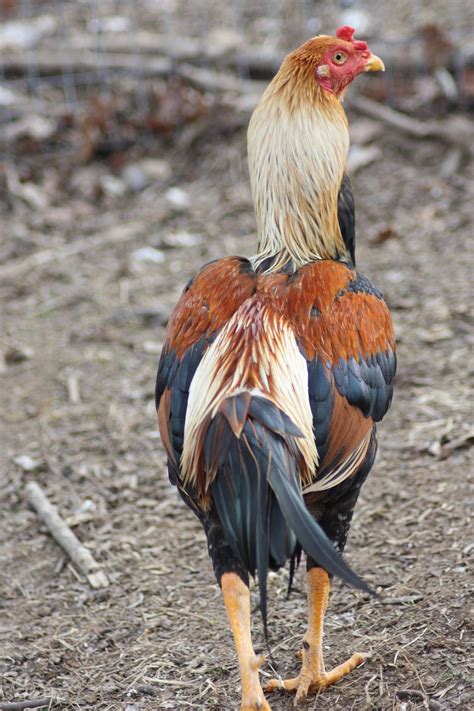 Taiwanese Fighting Rooster: Everything to Know - Cockfighting Bets