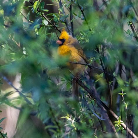 Rare Yellow Cardinal Bird Sighting In Florida Birds And Blooms