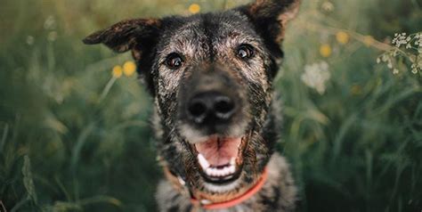 Atassia Nel Cane E Nel Gatto Clinica La Veterinaria