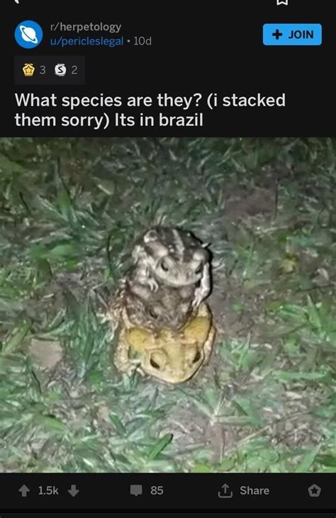 34 Fantastic Frog Memes For Amphibian Enthusiasts Amphibians Memes Frog