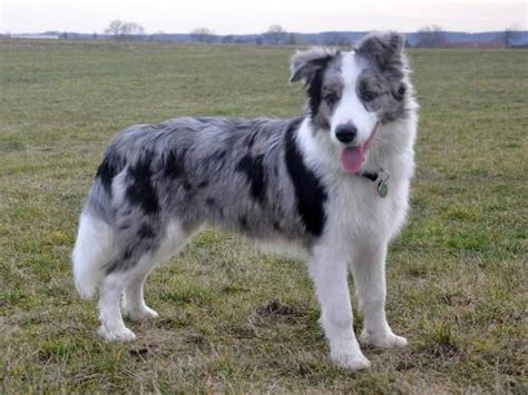 Blue Merle Border Collie Owners Guide Our Fit Pets