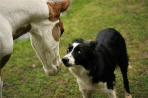 Border Collie With Horse Border Collie Puppies Collie Puppies