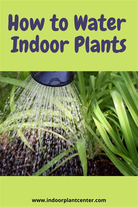 How To Water Indoor Plants Your Complete Guide Indoor Plant Center