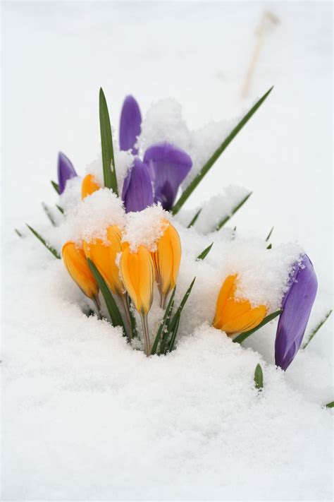9 Best Images About Snow Flowers On Pinterest Winter