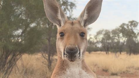 Kangaroo A Love Hate Story Documentary Australia