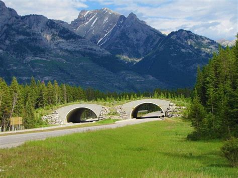 Wildlife Crossing Structures An Innovative Global Conservation