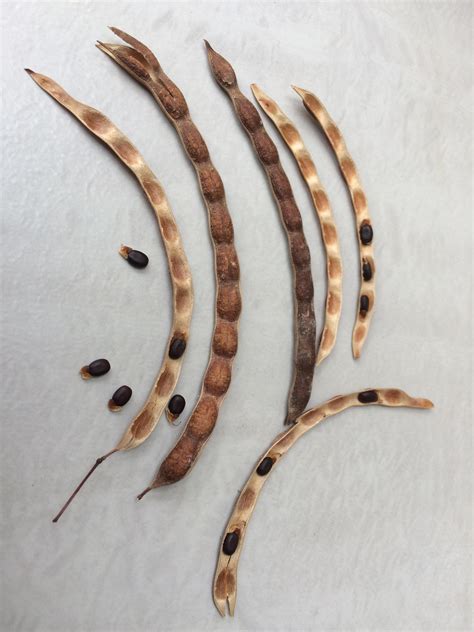 Acacia Genistifolia Seed Pods Ecobits Australia