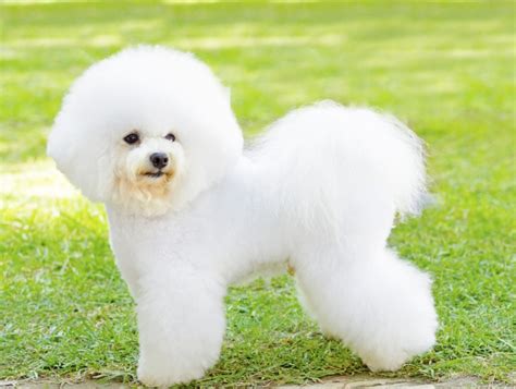 Bichon Frise Dog Breed Information Buying Advice Photos