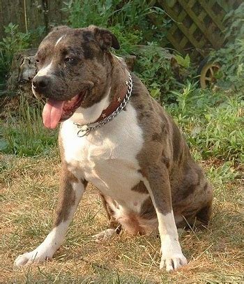 Catahoula leopard dog pitbull mix puppies. Catahoula Bulldog (Catahoula Leopard Dog-American Bulldog ...