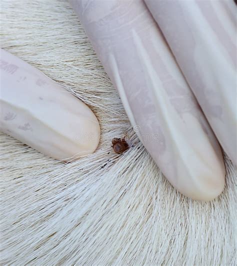 Closeup Of Red Ticks On White Dog Fur Stock Photo Image 47221776